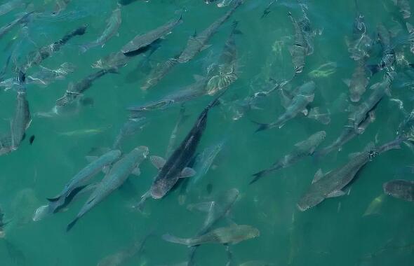 養(yǎng)殖專用納米銀抗菌水溶液，讓水產(chǎn)養(yǎng)殖更安心