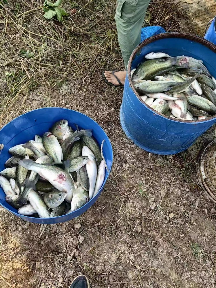 水產(chǎn)養(yǎng)殖納米銀抗菌水溶液實用反饋，效果明顯！