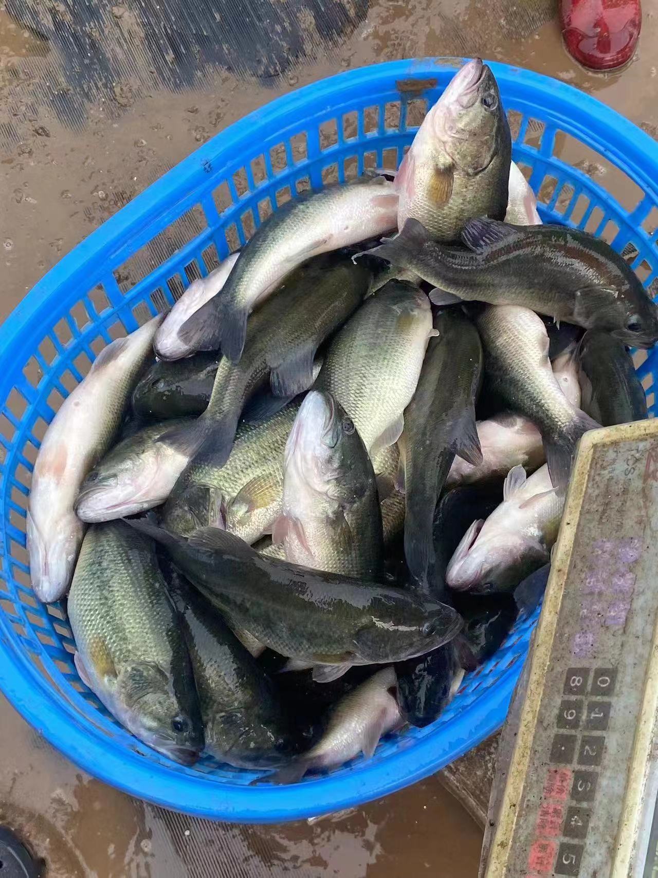 水產(chǎn)養(yǎng)殖納米銀抗菌水溶液實(shí)用反饋，效果明顯！