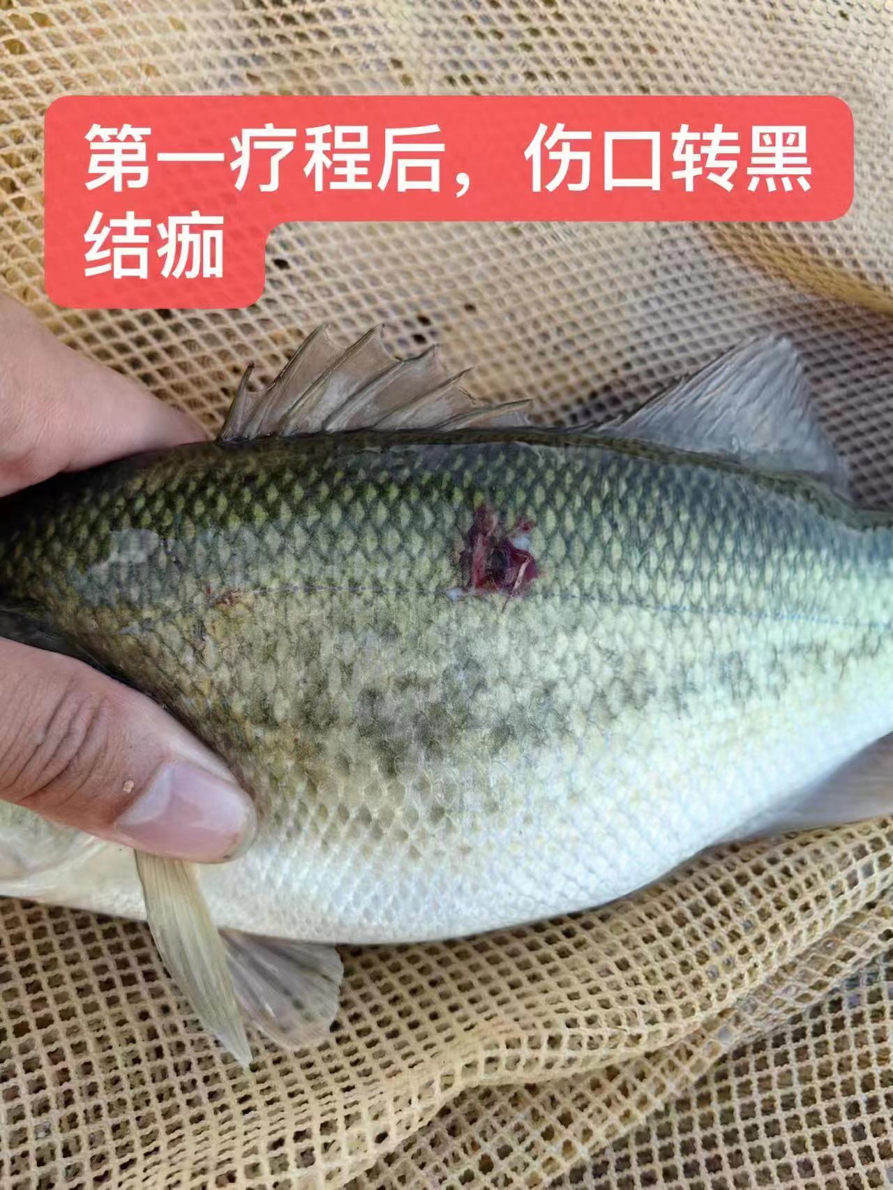 水產(chǎn)養(yǎng)殖納米銀抗菌水溶液實(shí)用反饋，效果明顯！