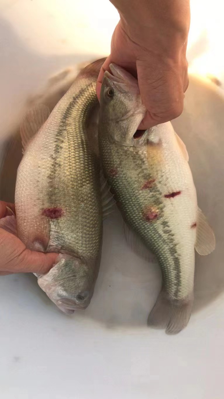 水產(chǎn)養(yǎng)殖納米銀抗菌水溶液實(shí)用反饋，效果明顯！