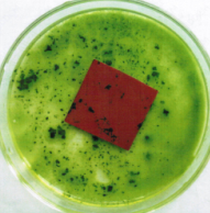 抗藻型防污閃涂料